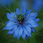 Nigella. Love in the Mist. Miss Jekyll, Light Blue.