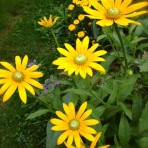 Rudbeckia. Black Eyed Susan. ‘Irish Eyes’