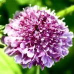 Scabiosa. Pincushion Flower. Tall Crown Mix.