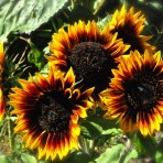 Helianthus. Ring of Fire.