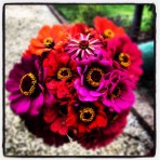 Zinnia. Mammoth.