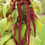Amaranthus Caudatus Red. Love Lies Bleeding.