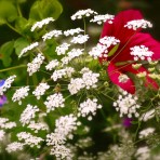 Ammi Majus