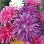 Aster. Ostrich Plume.