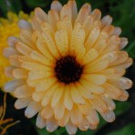 Calendula. Art Shades.