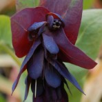 Cerinthe Major Purpurascens.