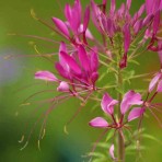 Cleome Spinosa. Pink Queen.
