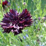 Centaurea Cynus. Cornflowers. Black Ball.