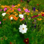 The Higgledy Garden Complete Cut Flower Patch. Spring 2013 Collection.