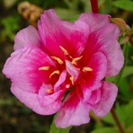Godetia. Crown Double Mix.