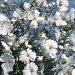 Gypsophila. ‘Covent Garden’.