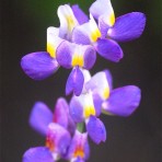 Lupin. Sunrise.