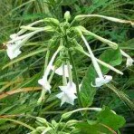 Nicotiana. ‘White Trumpets’.