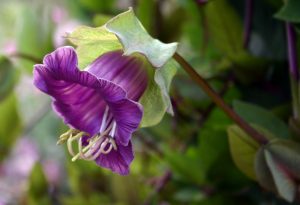 Cobaea Scandens. Cup and Saucer flower.