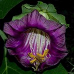 Cobaea Scandens. Cup and Saucer Plant.