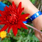 Dahlia. Cactus Hybrids.
