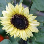 Helianthus. Sunflower. ‘Valentine’.