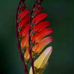 Mina Lobata ‘Exotic Love’