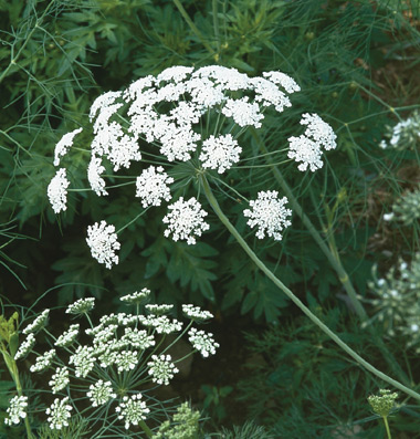 Ammi Majus