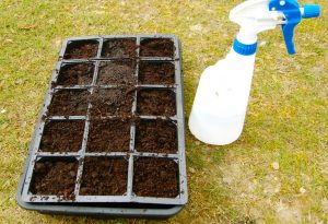 How To Germinate Nicotiana Seeds.