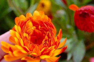 Flowers To Sow In May