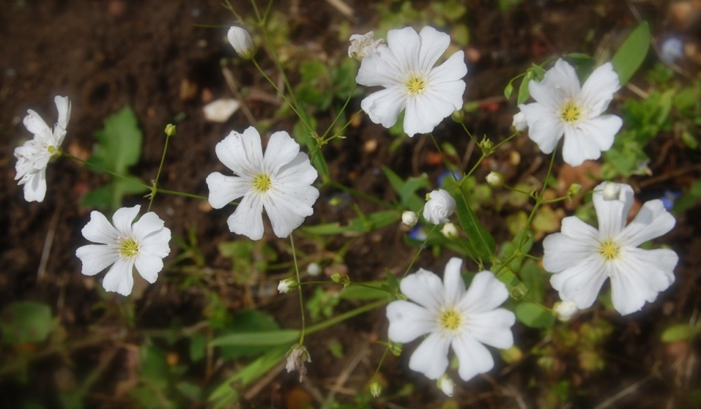 Gypsophila. 'Covent Garden'