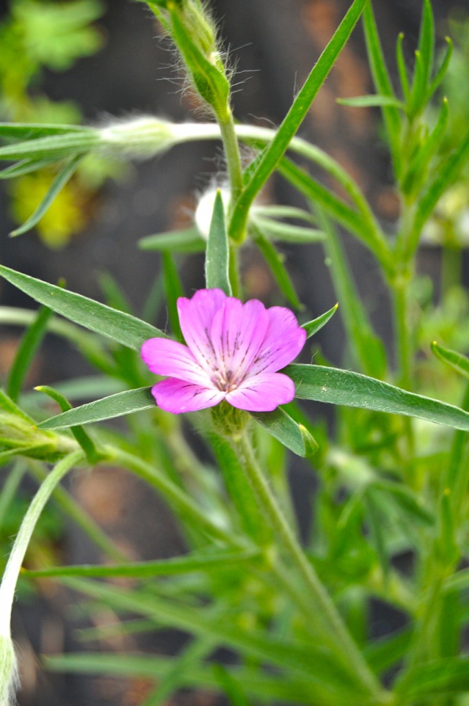 Agrostemma githago. Corncockle.