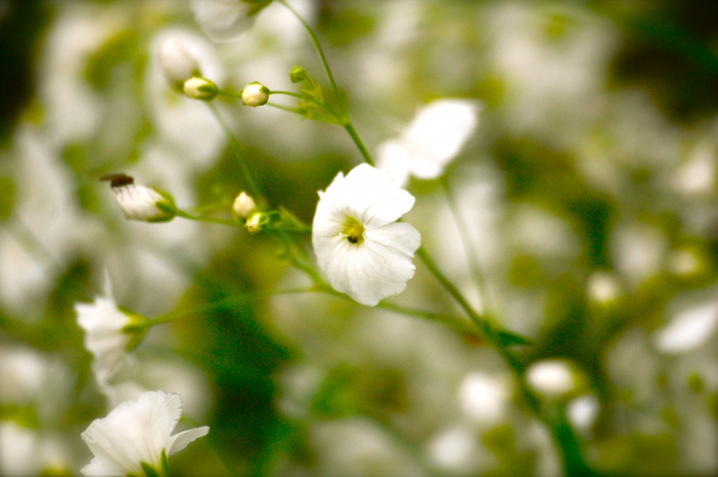 Gypsophila/Baby's Breath, 'Covent Garden