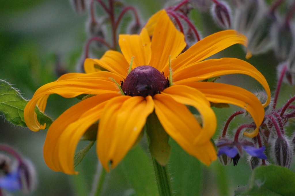 Rudbeckia Marmalade