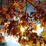 Seeds To Sow In Autumn.