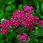 Achillea ‘Cerise Queen’