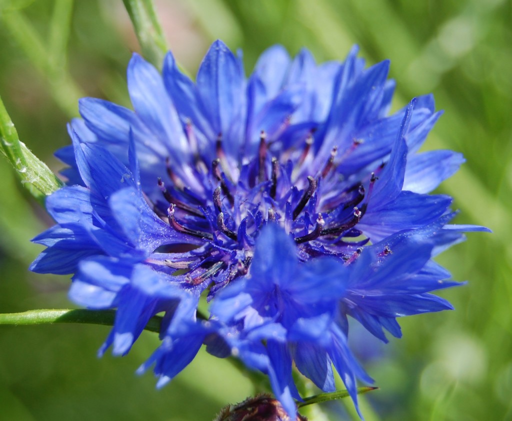 Autumn sown cornflowers