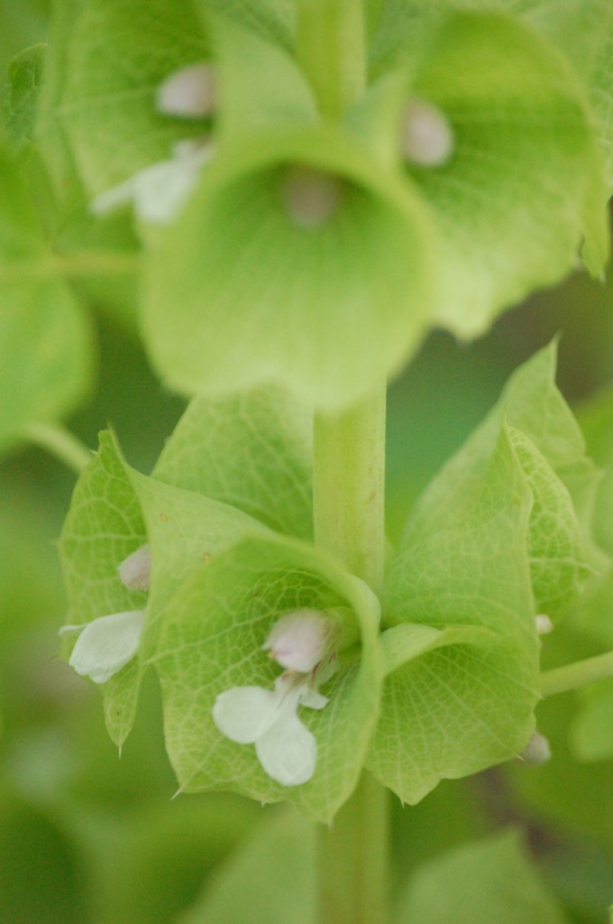 Bells of Ireland Flowers Bells of Ireland Flowers