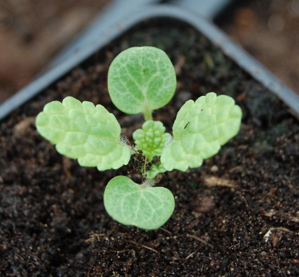 Bells of Ireland seedling