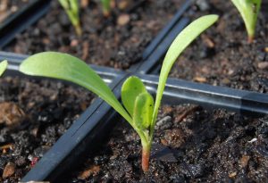 Calendula seedling