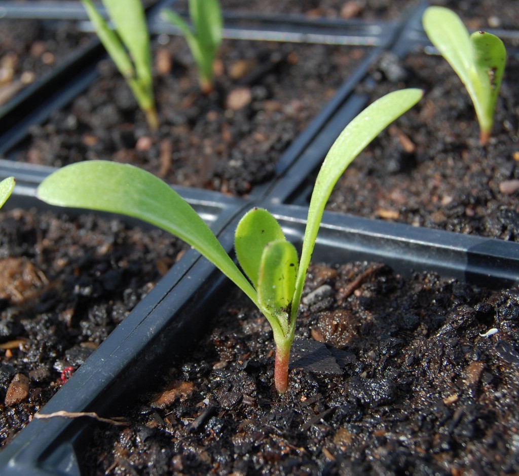 Calendula seedling