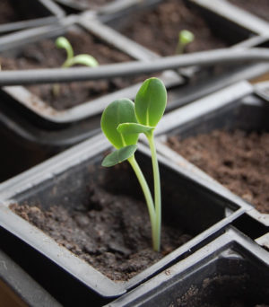 Cerinthe seedling