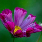 Cosmos. ‘Pied Piper’.