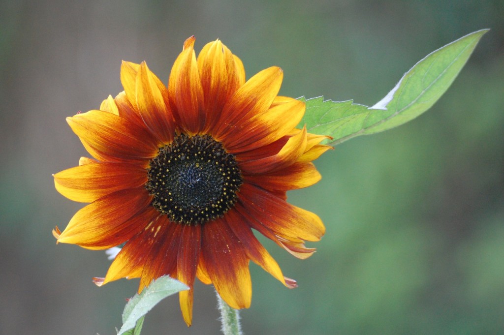 Earthwalker sunflower