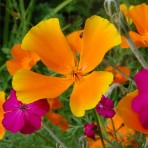 Eschscholzia. Californian Poppy. ‘Orange King’