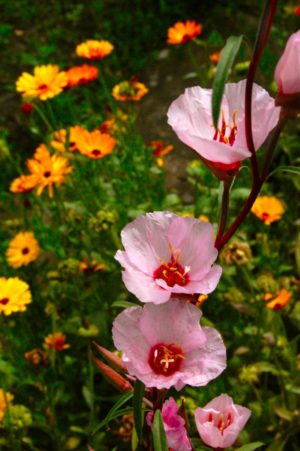 Godetia Crown