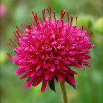 Knautia ‘Melton Pastels’