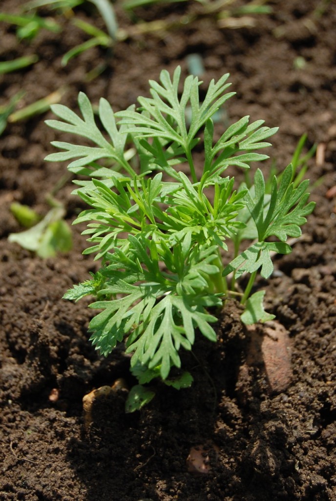 Larkspur seedling