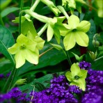 Nicotiana ‘Lime Green’