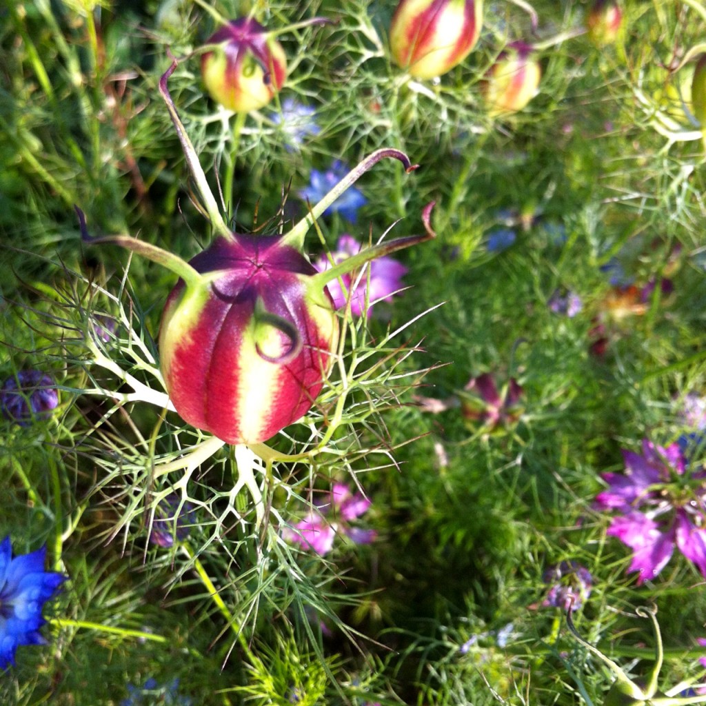 Nigella seed pods