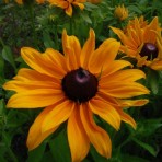 Rudbeckia ‘Marmalade’