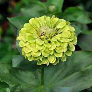 Envy Zinnia