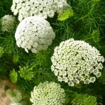 Ammi Visnaga
