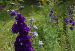 autumn sowing of larkspur