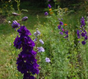autumn sowing of larkspur